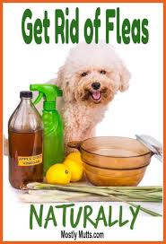 How To Keep Dog Fleas At Bay In A Multi Dog Household Dog Fleas Get Rid Of Dog Flea And T In 2020 Natural Flea Remedies Flea Remedies Natural Cough Remedies