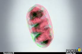 Check spelling or type a new query. Artstation Cells And Organelles Kirill Sorokin