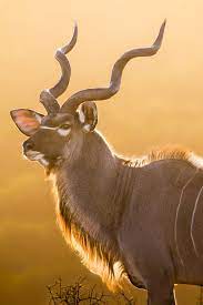 Top 10 Largest Antelope Species In Africa Africa Freak Africa Animals African Antelope African Animals