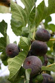 Check spelling or type a new query. Sacramento Landscaping Deciduous Tree Recommendations Sacramento Landscape Fig Tree Fig Pruning Fruit Trees