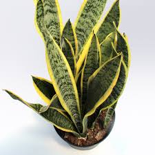 Image result for Uvaria laurentii