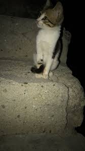 Pin By Sebnem Ozcomert On Benimkiler Kittens Cutest Animals Cats