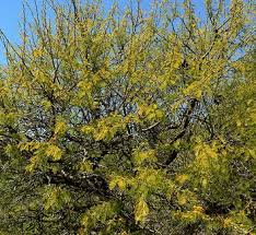 Image result for Acacia goetzei
