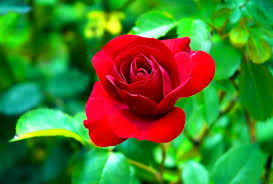Find the best and most beautiful flower wallpapers and images! Flower Queen Red Rose Leaves Garden Wallpaper For Mobile Garden Roses 2016370 Hd Wallpaper Backgrounds Download