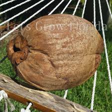 Image result for Cocos nucifera