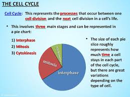 topics covered the cell cycle mitosis a detailed look