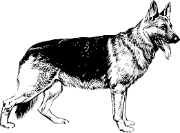 This coloring page was posted on wednesday, april 24. German Shepherd Coloring Pages Png Free German Shepherd Coloring Pages Png Transparent Images 93047 Pngio