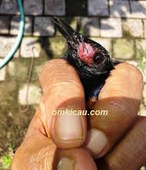 We did not find results for: Video Tutorial Mengoperasi Benjolan Dan Bengkak Pada Burung Om Kicau