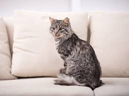 Auch in dem fall, dass deine katze ins bett pinkelt gilt: Katze Pinkelt In Die Wohnung Was Tun Liebenswert Magazin
