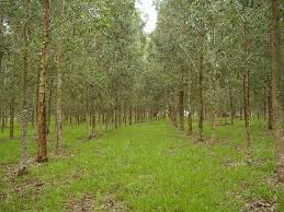 Image result for Eucalyptus tereticornis