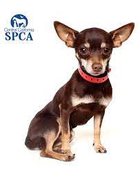 Check spelling or type a new query. Polo Is A 2 Year Old Male Brown And Tan Chihuahua Blend Central California Spca Fresno Ca