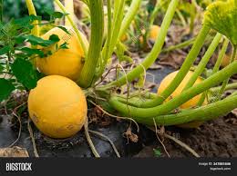 Spaghetti squash, named after the famed italian pasta, is an easy fruit to grow that is very appealing on the dinner table. Unripe Fresh Organic Image Photo Free Trial Bigstock