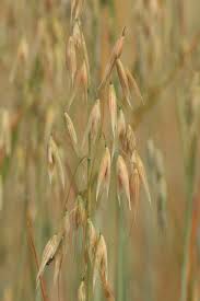 Image result for Avena sativa