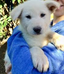 Search for free puppies by breed and country. Update The Puppies Now Have More Than Enough Offers Of Homes Free Male Malamute Central Asian Shepherd Puppies But They Need Lots Of Play Room Redheaded Blackbelt