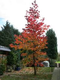 Amberbaum Oktoberglut Liquidambar Styraciflua Oktoberglut Gartenbaume Gartenboden Garten
