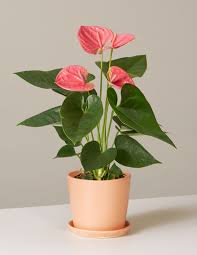Pink Anthurium In 2021 Anthurium Plant Plants Anthurium