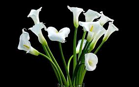 Lilies are perennial flowers that bloom from june to august each year. Hd Wallpaper Calla Bouquet White Flowers Photography Hd Wallpap White Calla Lily Flowers Wallpaper Flare