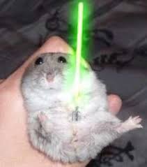 Jedi Pets Cute Baby Animals Cute Animals Baby Animals Funny