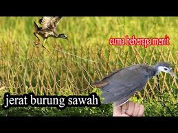 Beberapa Menit Udah Dapet Jerat Pikat Burung Ayam Ayaman Sawah Youtube