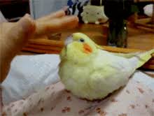 See cockatiel stock video clips. Cockatiel Bird Gifs Tenor