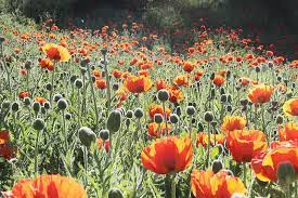 Pin On Poppy Flower Power
