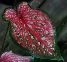Pin On Caladiums