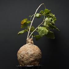 Image result for Pyrenacantha kaurabassana