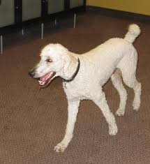 Mini poodle health & feeding. Shaved Mini Poodle Cheap Online