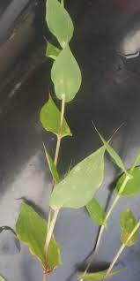 Image result for Arthraxon lancifolius