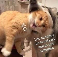 We did not find results for: Dopl3r A Twitter Los Caminos De La Vida No Son Lo Que Esperaba Yo Esperar Caminar Cancion Vida Memestvcinemusica Memes Memesespanol Momos Momazos Dopl3r Https T Co Bibcccxyuu