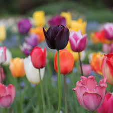 Some types are good for forcing into bloom indoors and most are excellent for use as cut flowers, too. 20 Best Types Of Tulips Different Varieties Of Tulips
