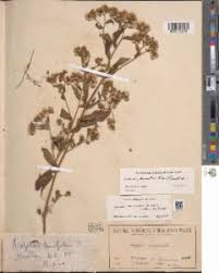 Image result for Eschenbachia