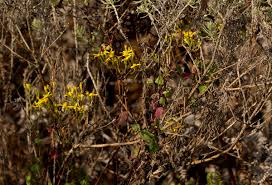 Image result for Cineraria deltoidea