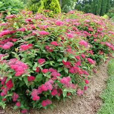 Spiraea /spaɪˈriːə/, sometimes spelled spirea in common names, and commonly known as meadowsweets or steeplebushes, is a genus of about 80 to 100 species of shrubs in the family rosaceae. Double Play Doozie Spiraea Garden Crossings