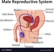 Diagram Showing Male Reproductive System Vector Image