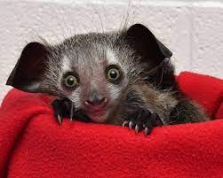 Pin By Izeh Harold On Animais Aye Aye Animals Beautiful Zoo Babies