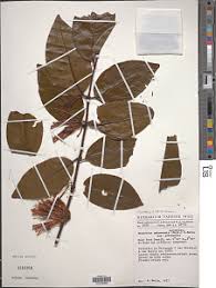 Image result for Agelanthus unyorensis