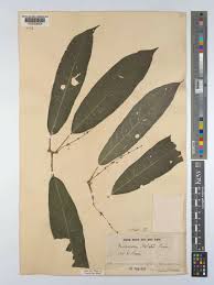 Image result for Micrococca