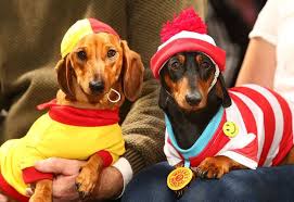 17 Pictures Of Sausage Dogs In Costumes That Will Make You Smile Veselye Zhivotnye Taksa Zhivotnye