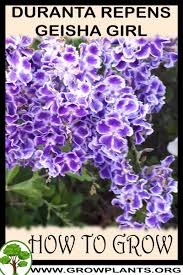 See more ideas about plants, dew drops, garden. Duranta Repens Geisha Girl How To Grow Care