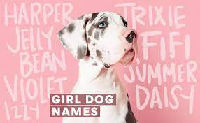 Girls names that mean loyal. Girl Dog Names 400 Female Dog Names 2021 Bechewy