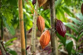 Check spelling or type a new query. Cacao Tree Organic Cocoa Fruit Pods In Nature Cocoa Fruit Hanging On The Tree In The Rainy Season Stock Photo Picture And Royalty Free Image Image 133034205