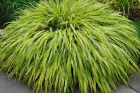 Hakonechloa is a genus of bunchgrass in the tribe molinieae of the grass family, poaceae, native to eastern asia. Hakonechloa Xera Plants