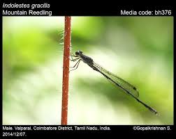 Image result for Laggera gracilis