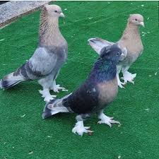 303 Moy Aresei 1 Sxolia Guvercinler Alemi Taklaciguvercin06 Sto Instagram Pigeon Pigeons Ankara Ankarastylesafrica Guvercin Animals Pigeon Bird