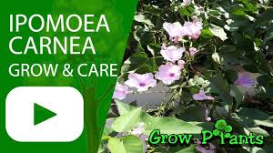 Image result for Ipomoea carnea