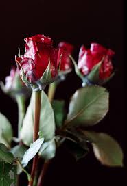 We did not find results for: Wax Dipped Flowers Camille Styles