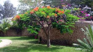 Fiori bianchi della sorgente su una filiale di albero. Piante E Fiori Nella Tembo Court Kenya Vacanze