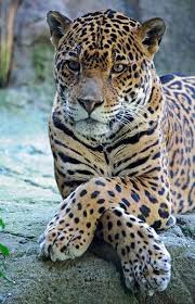 Leopar Animals Cute Animals Animals Beautiful