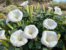 Image result for Datura inoxia